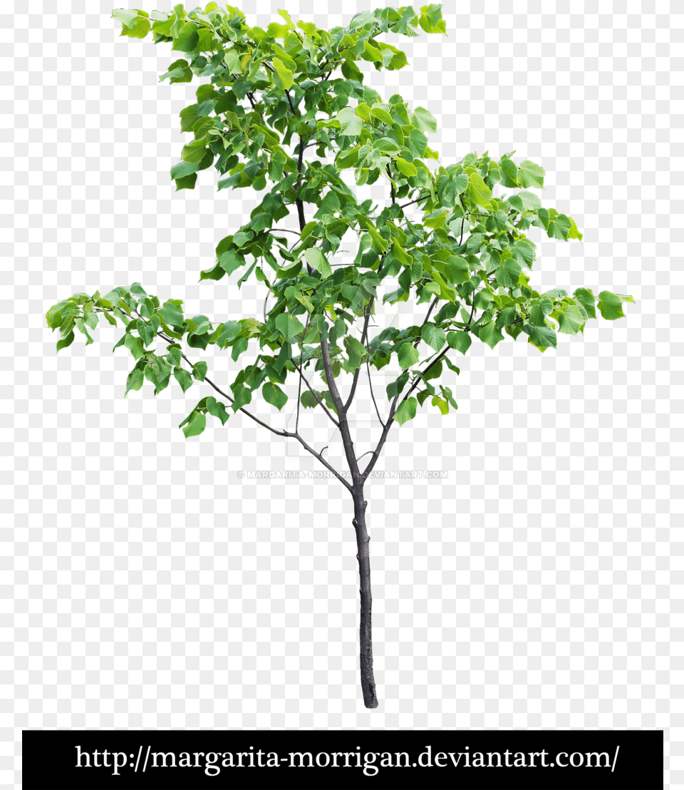 Pin By Laura Lalande On San Francisco Tree Front View, Leaf, Plant, Potted Plant, Maple Png Image