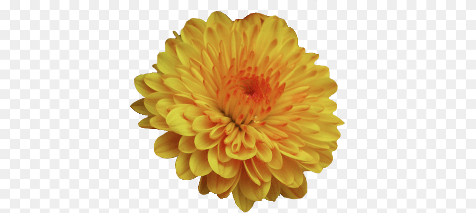Pin By Megan F Mums And Marigolds Scentsy, Dahlia, Flower, Petal, Plant Free Transparent Png