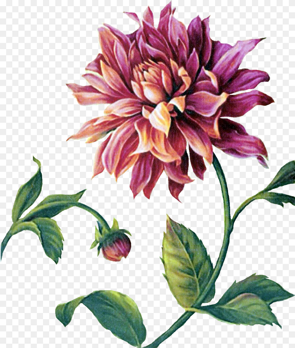 Pin By Momotakano Flower Painting, Dahlia, Plant Free Transparent Png