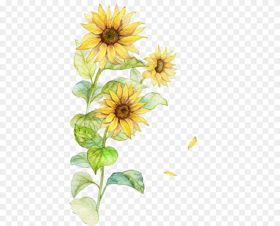 Pin By On 00 Yellow Flower Watercolor Art, Plant, Sunflower Free Png Download