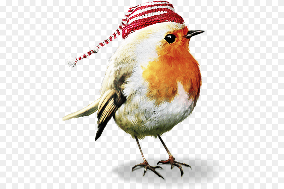 Pin By Patty Nelson Christmas Birds, Animal, Beak, Bird, Robin Free Transparent Png