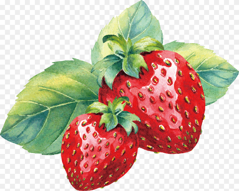 Pin By Pngsector On Strawberry Amp Strawberry Watercolor Strawberry, Berry, Food, Fruit, Plant Png Image