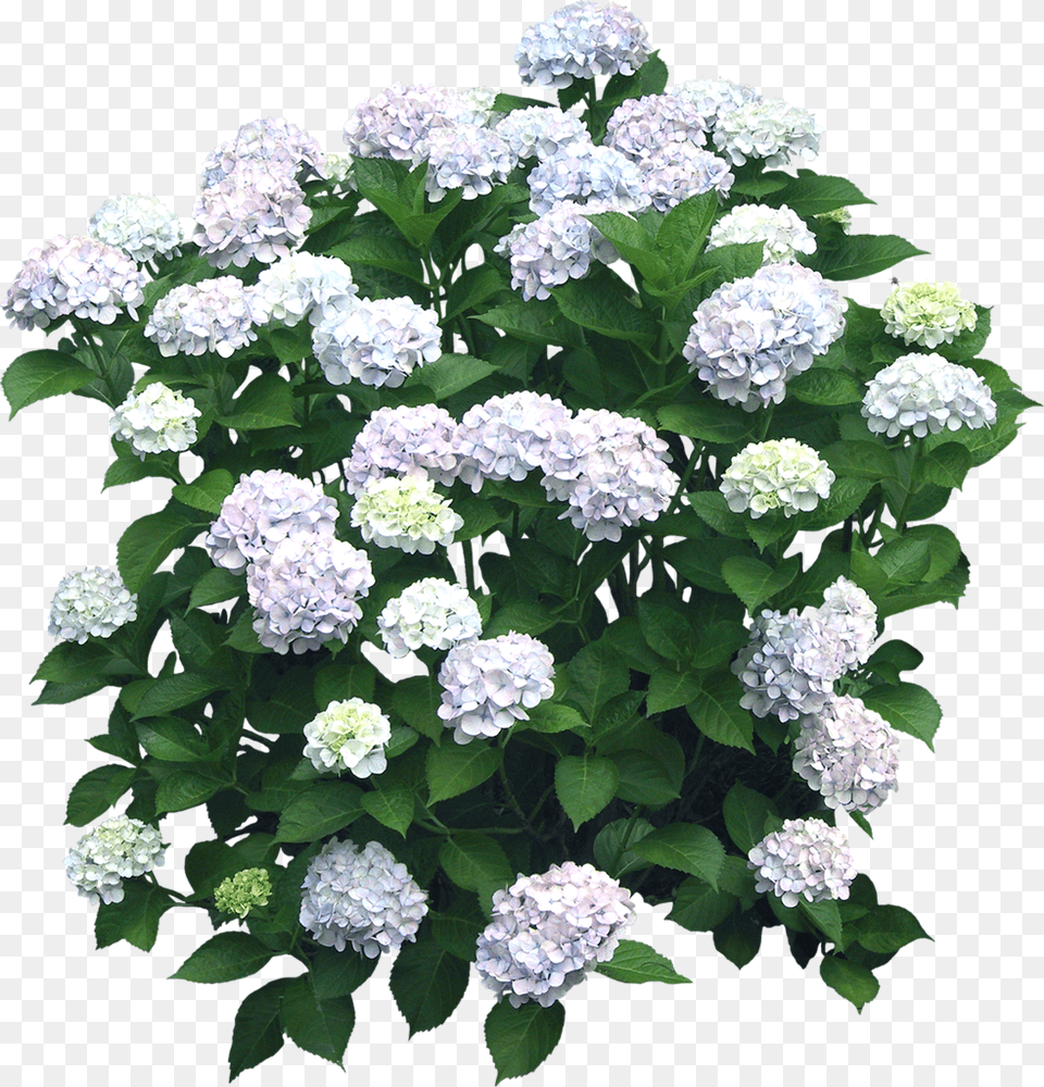 Pin By Ricardo Martinez On Vegetation White Hydrangea Bush, Flower, Geranium, Plant, Flower Arrangement Png Image