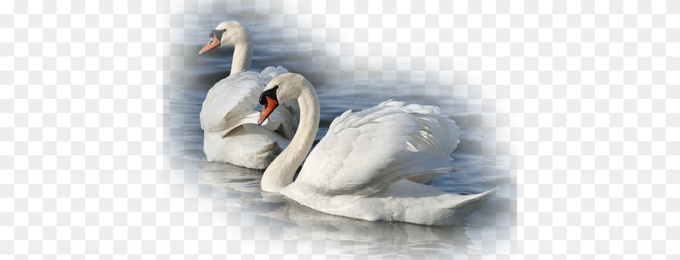 Pin By Rita E On Linnud Cigne, Animal, Bird, Swan Free Png