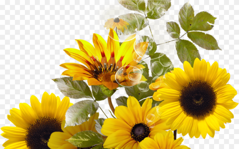 Pin By Trisna Sunflower Border, Flower, Flower Arrangement, Plant, Flower Bouquet Free Png Download