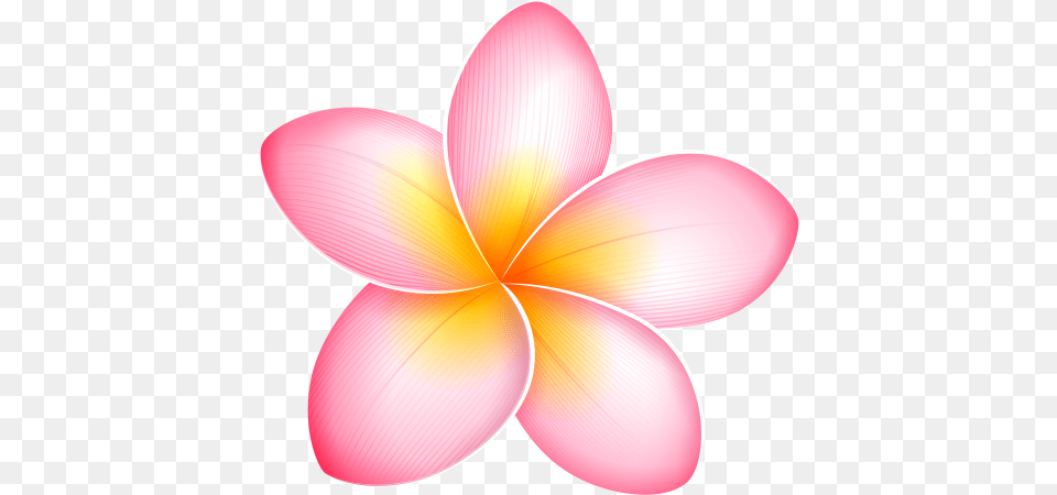 Pin En Marcos Y Bordes Single Plumeria Flower, Dahlia, Petal, Plant Free Png Download