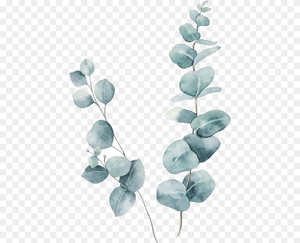 Pin Eucalyptus Watercolor, Leaf, Plant, Vine, Art Free Png