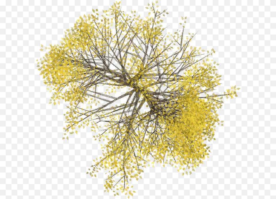 Pin Gold Tree Top View, Flower, Plant, Pollen Png