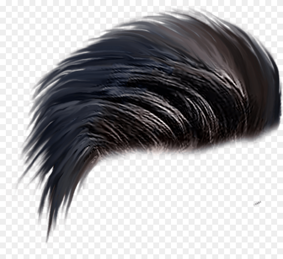 Pin Hairstyle, Animal, Bird Free Transparent Png