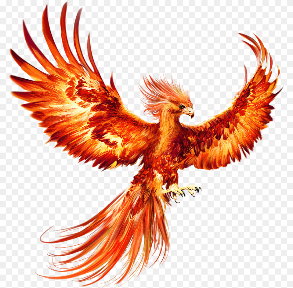 Pin Harry Potter Phoenix Bird, Animal, Chicken, Fowl, Poultry Png