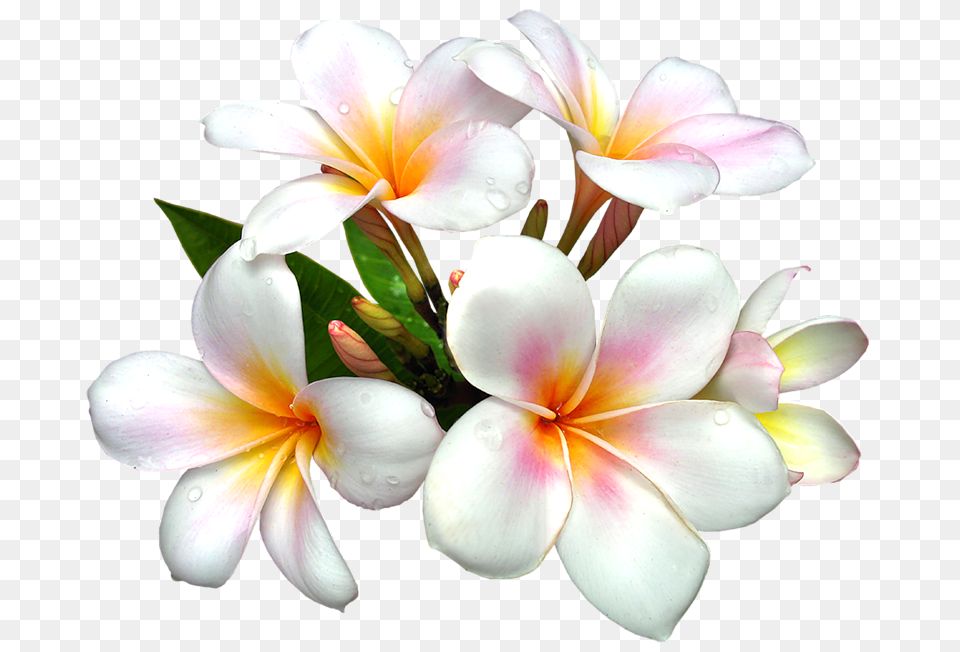 Pin Hawaiian Flowers, Flower, Geranium, Petal, Plant Png