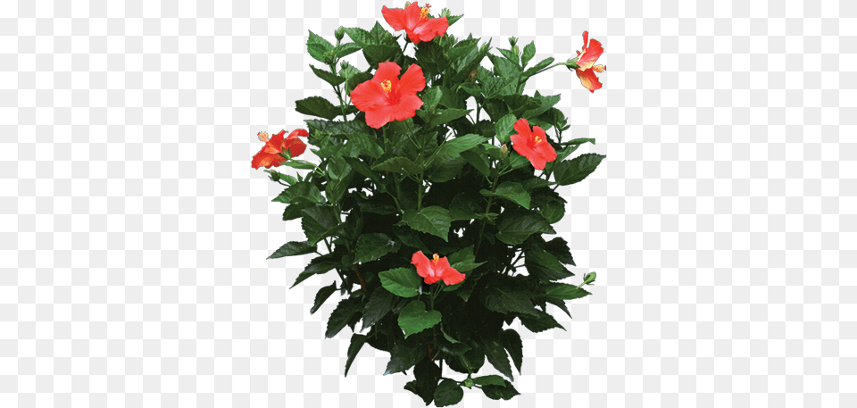 Pin Hibiscus Plant, Flower, Geranium Free Transparent Png