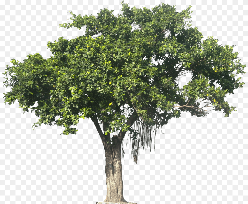 Pin Jungle Tree, Oak, Plant, Sycamore, Tree Trunk Free Transparent Png