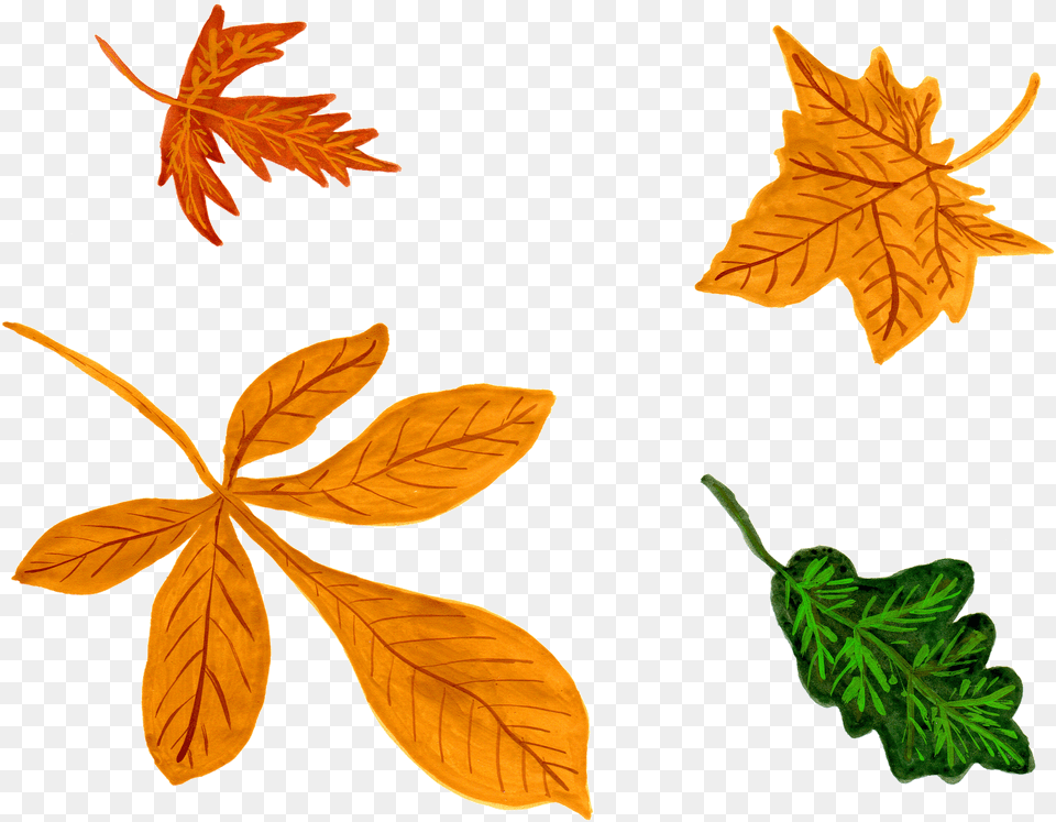 Pin Kostenlose Cliparts Herbst Watercolor Transparent Leaves, Leaf, Plant, Tree, Maple Leaf Png Image