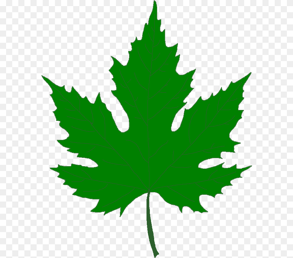 Pin Leaf Clipart Sycamore Tre Green Maple Leaf, Plant, Tree, Maple Leaf, Person Png