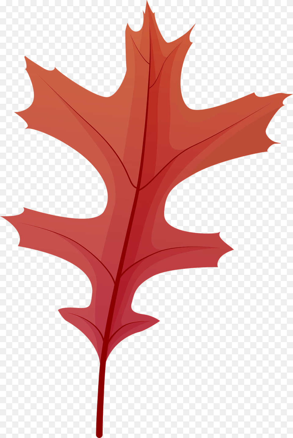 Pin Oak Late Autumn Leaf Clipart, Plant, Tree, Maple Leaf, Maple Free Png
