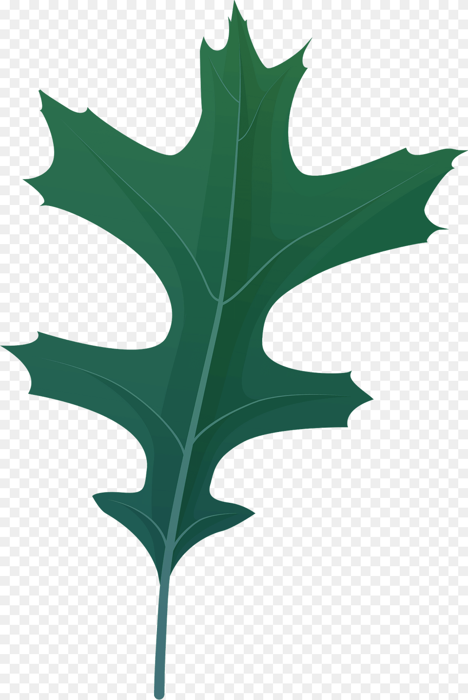 Pin Oak Summer Leaf Clipart, Plant, Vegetable, Produce, Leafy Green Vegetable Free Transparent Png