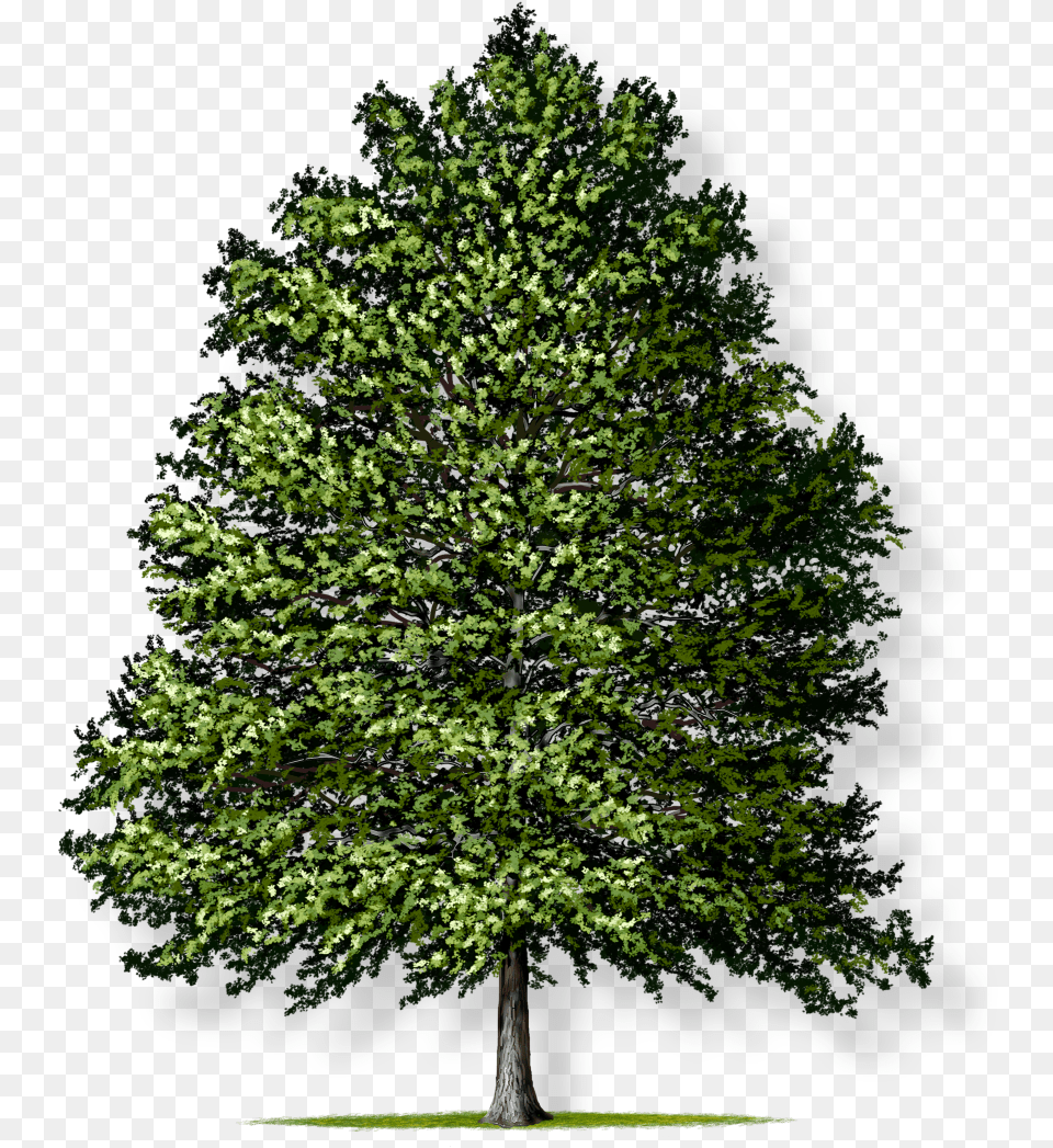 Pin Oak Tree Montgomery Oak Tree No Background, Conifer, Fir, Plant, Tree Trunk Png