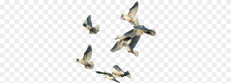 Pin Oiseaux, Animal, Bird, Pigeon, Dove Free Png