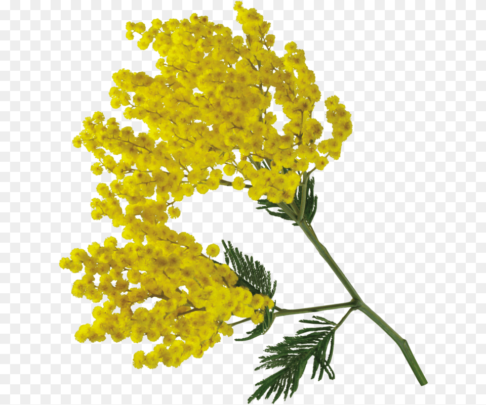 Pin Op Mimosa, Flower, Plant, Apiaceae, Leaf Png