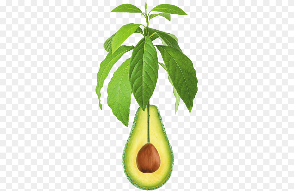 Pin Pear, Avocado, Food, Fruit, Plant Png