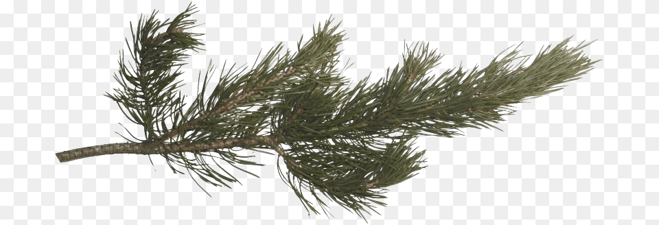 Pin Pine Branch, Conifer, Fir, Plant, Tree Png