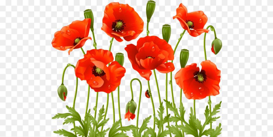 Pin Poppy Flowers, Flower, Plant Free Png Download