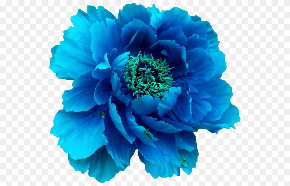 Pin Real Blue Flowers, Flower, Plant, Geranium, Rose Png