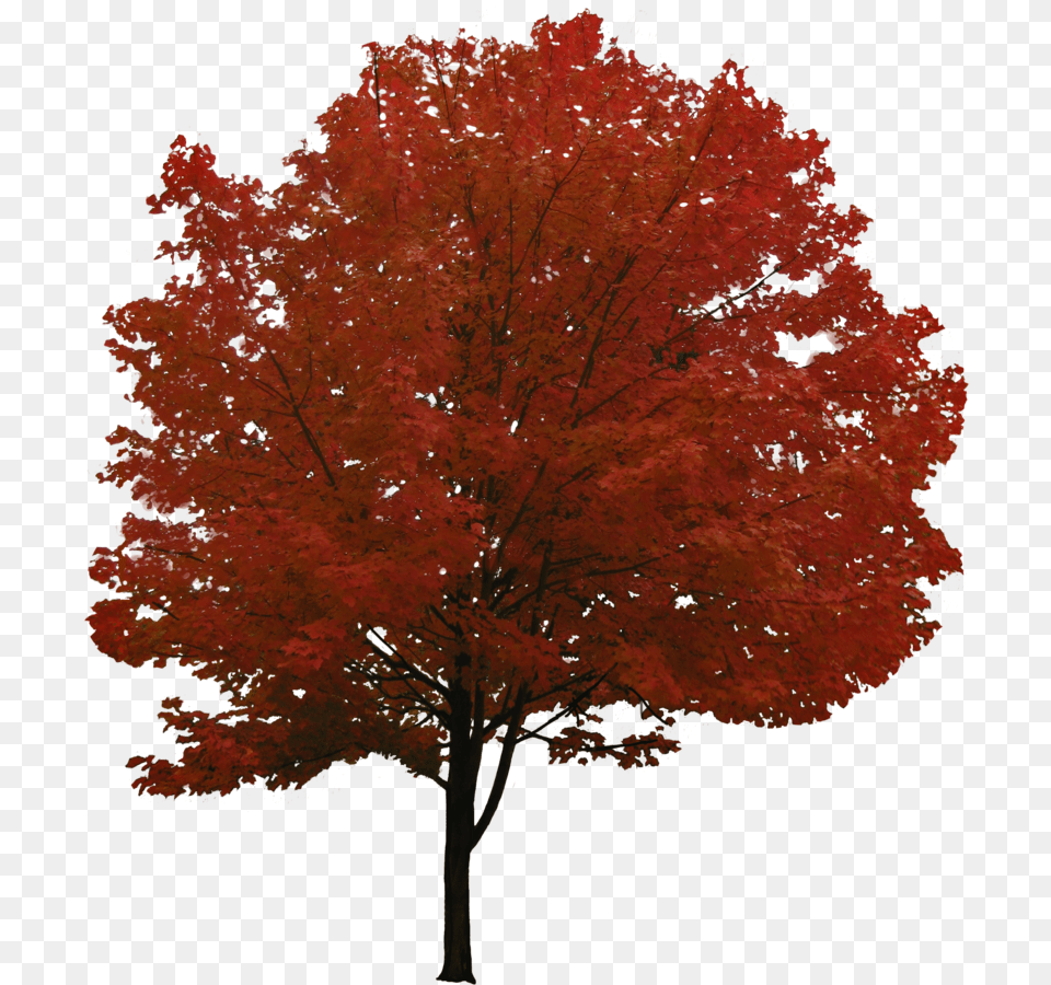 Pin Red Maple Tree, Leaf, Plant Png