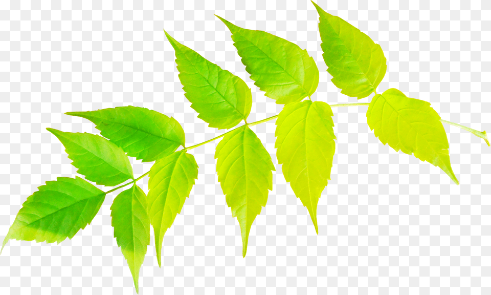 Pin Sweet Birch, Leaf, Plant, Tree, Green Free Png Download