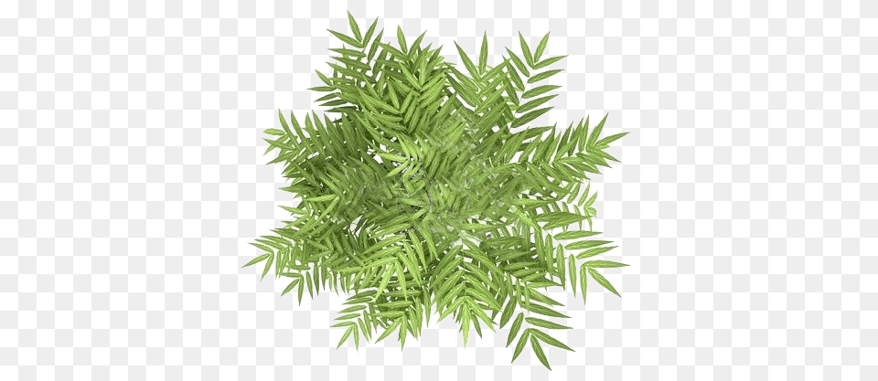 Pin Top View Plant, Conifer, Tree, Fir, Green Free Png