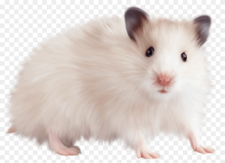 Pin Transparent Background Mouse Animal, Mammal, Rat, Rodent, Pet Free Png