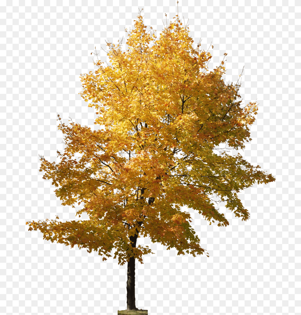 Pin Tree Photoshop Architecture, Leaf, Maple, Plant Free Png Download