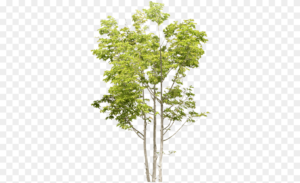 Pin Von Nur Masdar Auf Trees Cutout Tree Photoshop Watercolor, Plant, Conifer, Maple, Vegetation Png