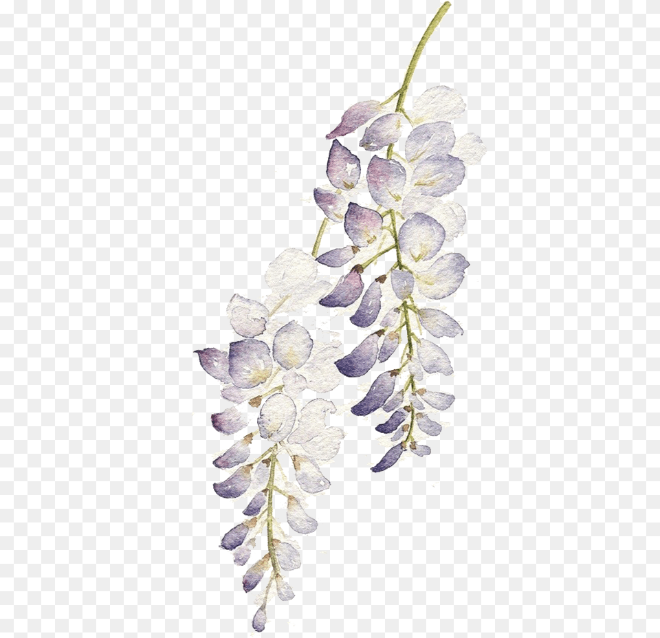 Pin Watercolor Flower Purple, Petal, Plant, Acanthaceae Png