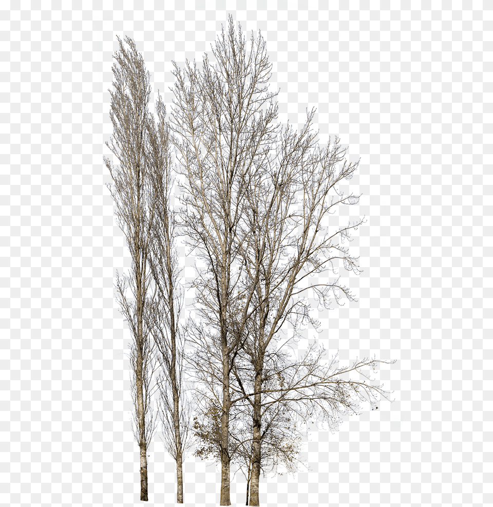 Pin Winter Tree, Weather, Tree Trunk, Plant, Outdoors Free Png