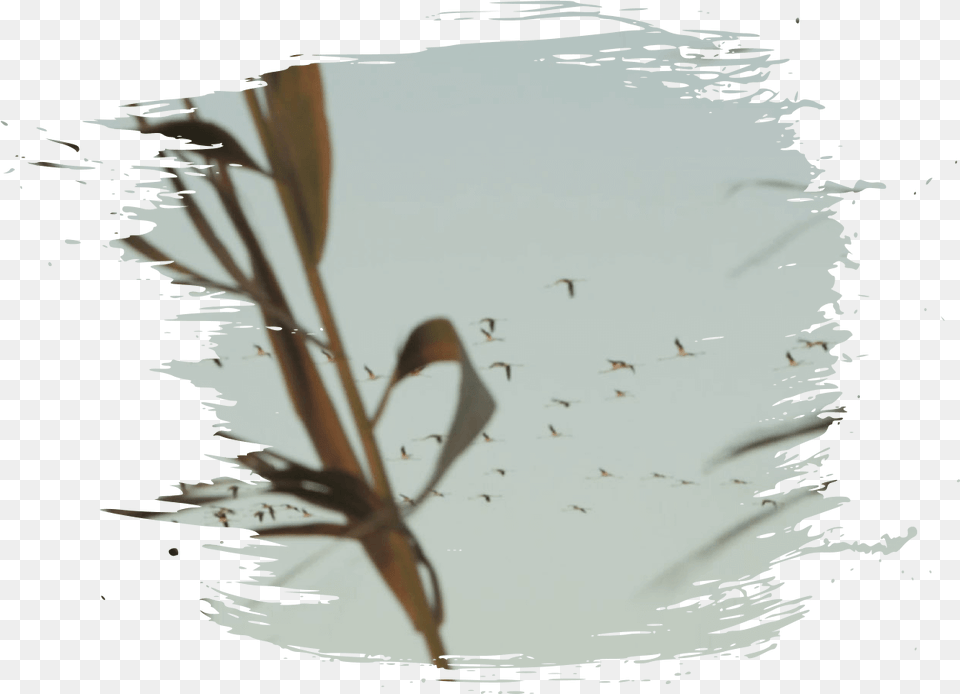 Pincelada Reflection, Nature, Outdoors, Water, Ripple Free Transparent Png