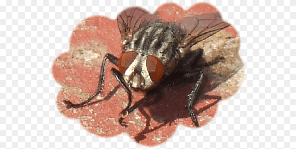 Pinche Mosca House Fly, Animal, Insect, Invertebrate Free Png Download