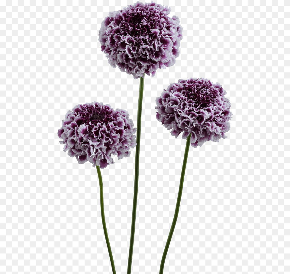 Pincushion Flower, Carnation, Dahlia, Plant, Geranium Free Png Download