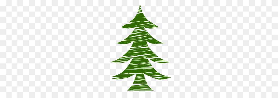 Pine Tree, Plant, Green, Christmas Free Png