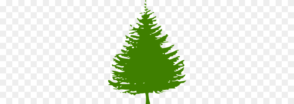 Pine Conifer, Fir, Plant, Tree Free Png Download