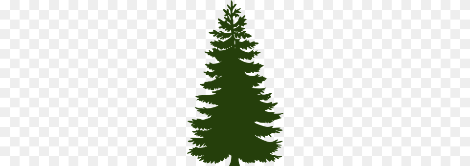 Pine Fir, Plant, Tree, Conifer Free Png Download