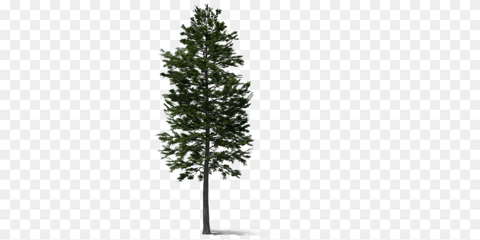 Pine, Fir, Plant, Tree, Conifer Free Png
