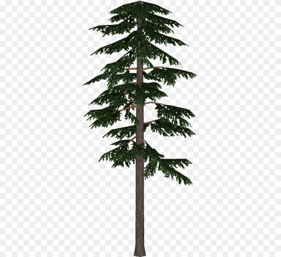 Pine And Vectors For Dlpngcom Scots Pine Tree, Fir, Plant, Conifer, Tree Trunk Free Transparent Png