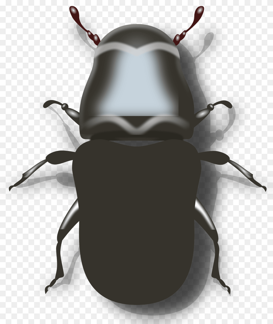 Pine Beetle Clipart, Animal, Person, Dung Beetle, Insect Png