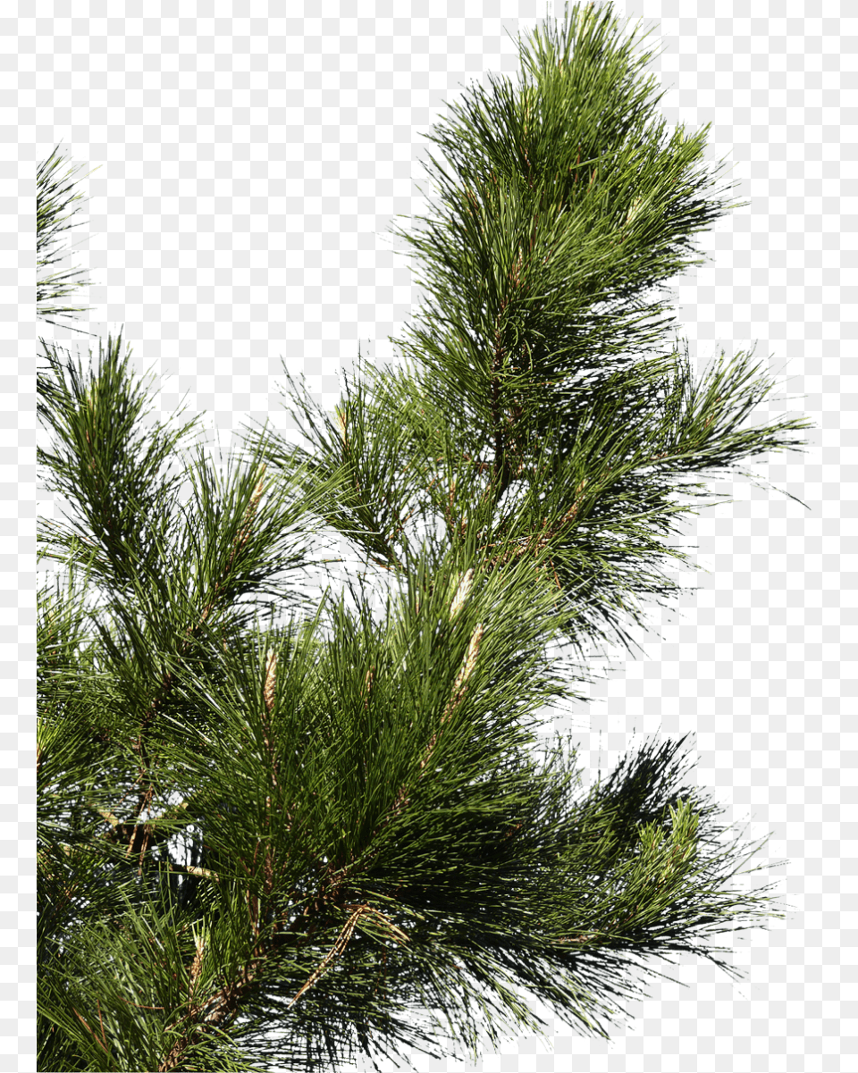 Pine Branch 02 Texture Download Branch Of Pine Tree, Conifer, Fir, Plant Png Image