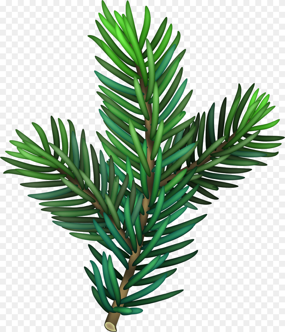 Pine Branch Png Image