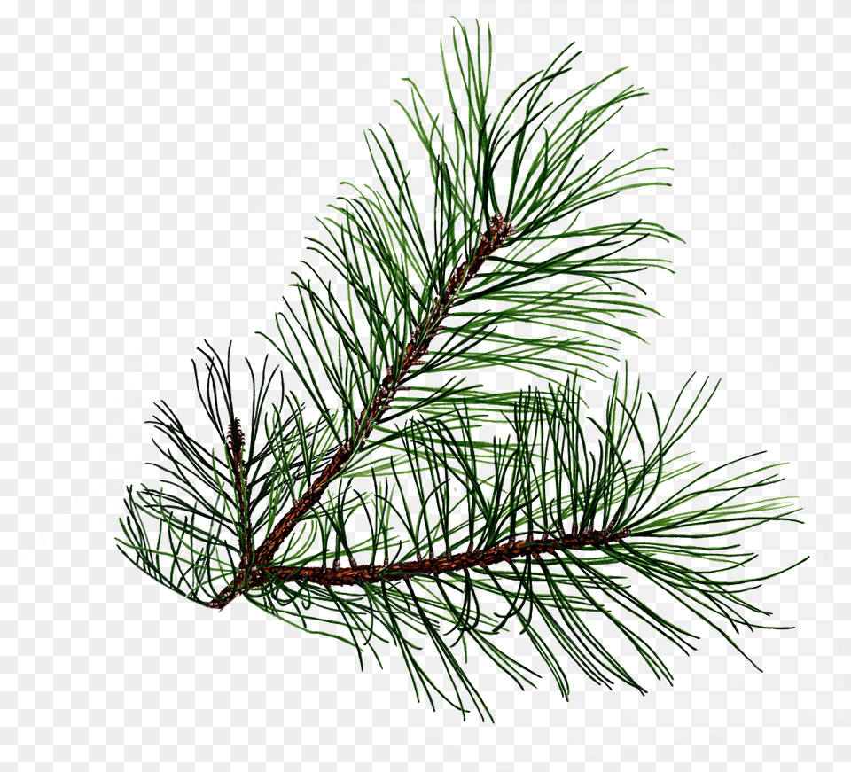 Pine Branch, Conifer, Fir, Plant, Tree Png Image