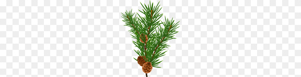 Pine Branch, Conifer, Plant, Tree, Larch Free Png