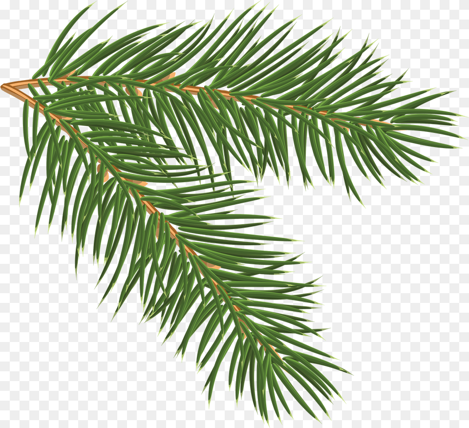Pine Branch, Conifer, Fir, Plant, Tree Free Png
